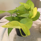 Illustration for article titled Help me houseplant